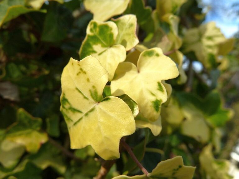 Hedera Helix Buttercup Lierre D Ornement La Boutique Du Lierre