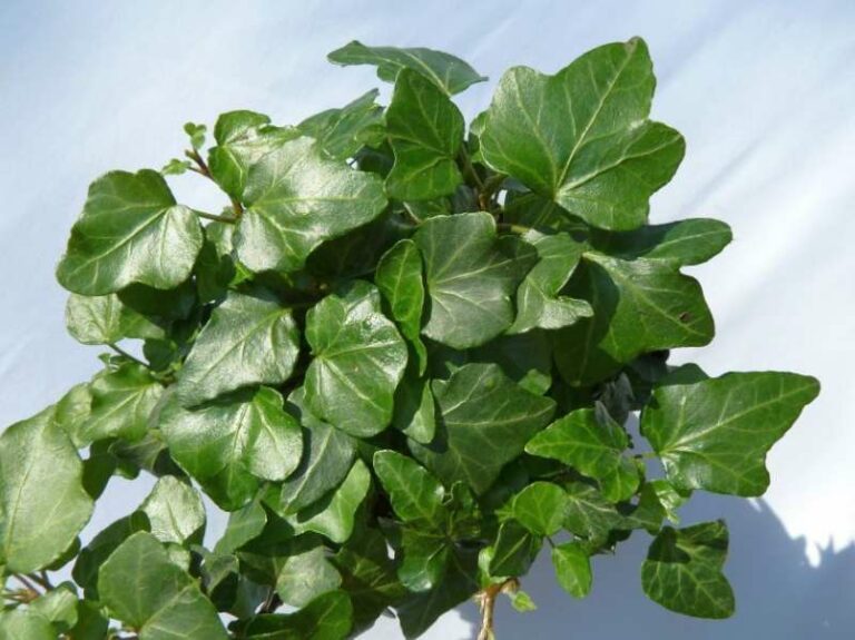 Hedera Helix Wonder Mini Lierre D Ornement LA Boutique Du Lierre