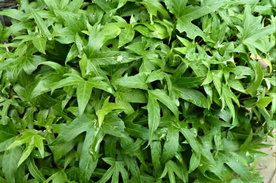 HEDERA helix 'Baden Baden'