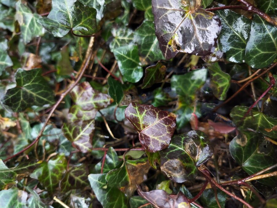 Hedera helix 'Armel'