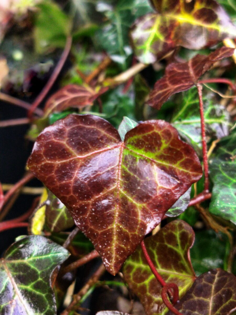 Hedera helix 'Armel'