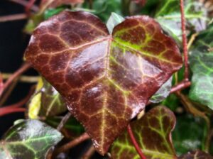 Hedera helix 'Armel'