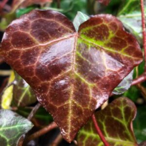 Hedera helix ‘Armel’ – Lierre d’ornement