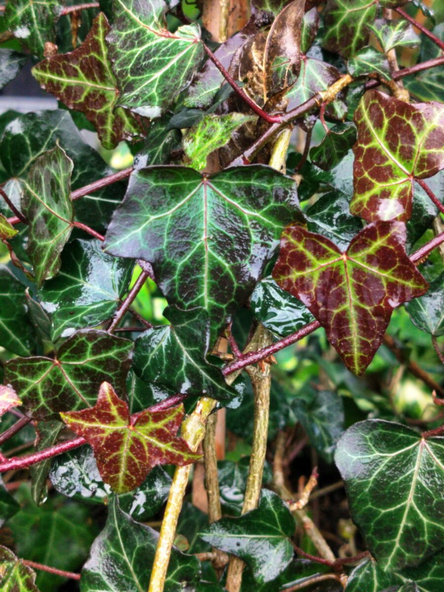 Hedera helix 'Armel'