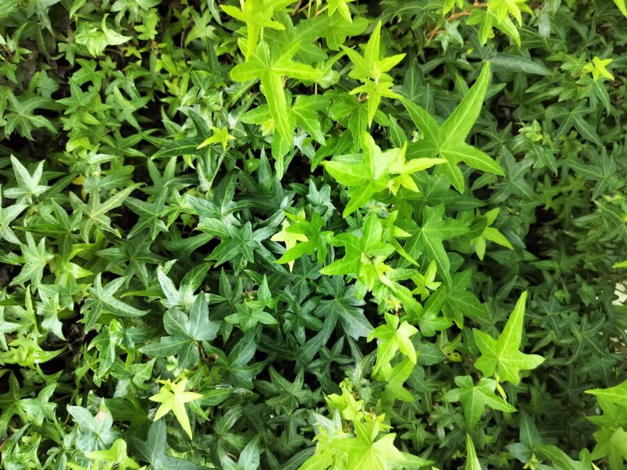 Hedera helix 'Asterisk'