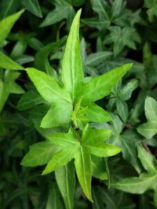 Hedera helix 'Asterisk'