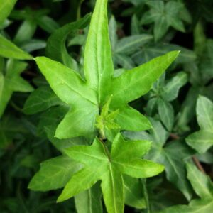 Hedera helix 'Asterisk' - Ornamental ivy