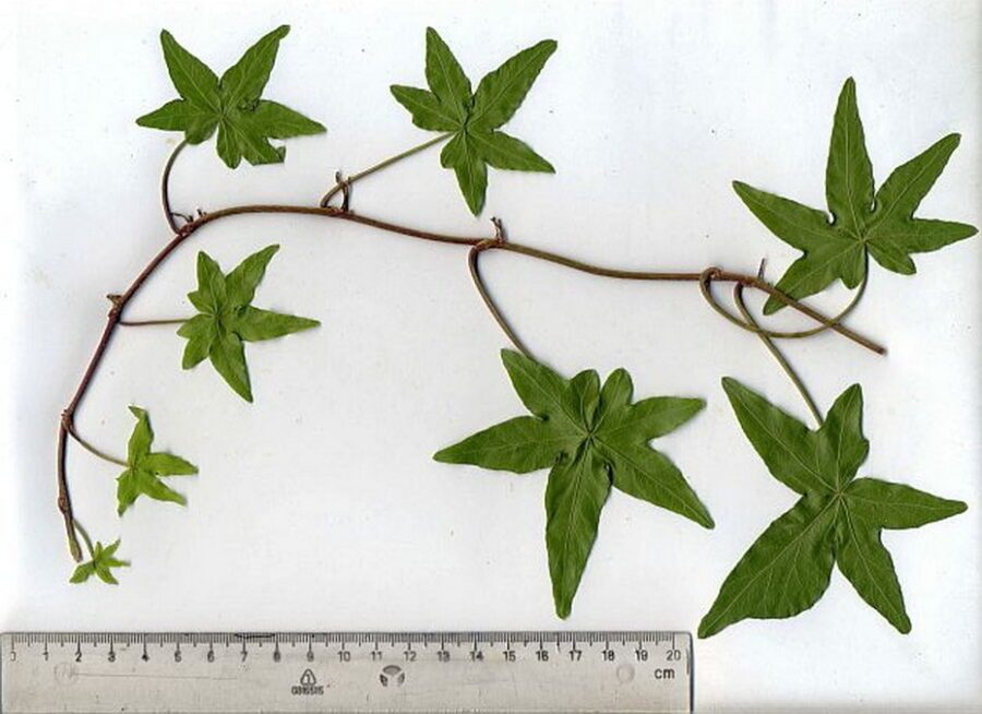 Hedera helix 'Asterisk'