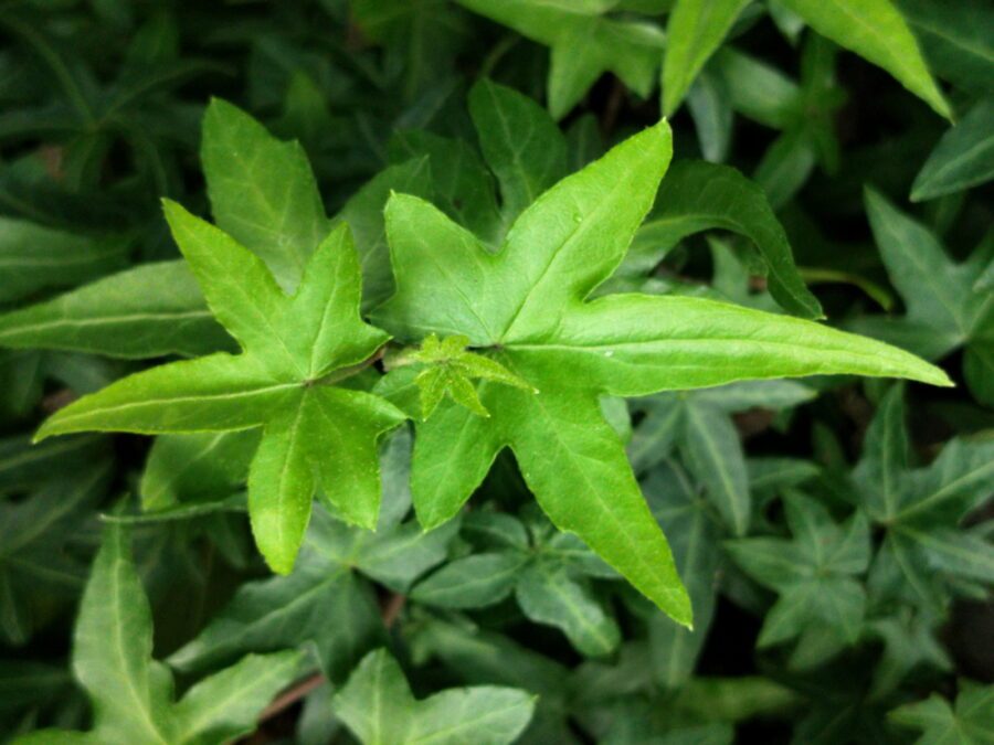 Hedera helix 'Asterisk'