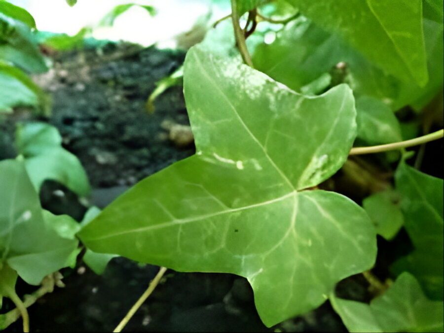 Hedera helix 'Avon'