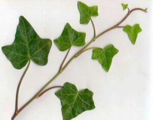 Hedera helix 'Baltica'