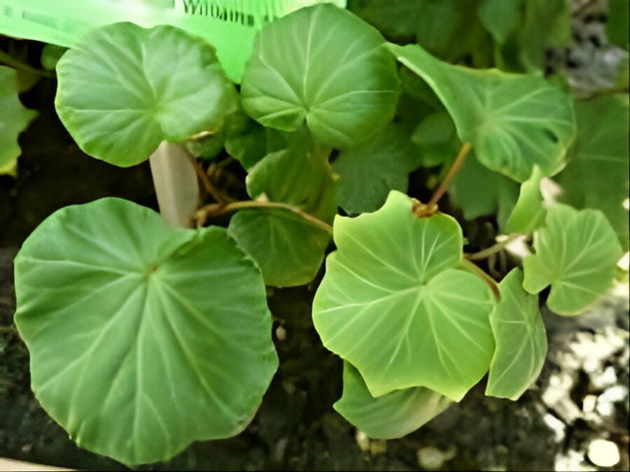 Hedera helix 'Big Deal'