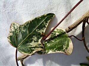 Hedera helix 'Bodil'