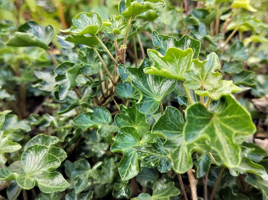 Hedera helix 'Bredon'