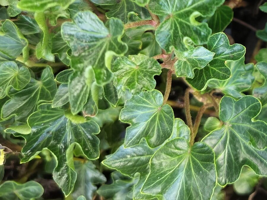 Hedera helix 'Bredon'