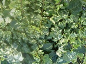 Hedera helix 'Butterfly'