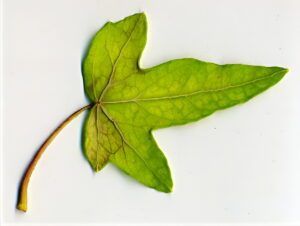 Hedera helix 'Caenwoodiana Aurea'