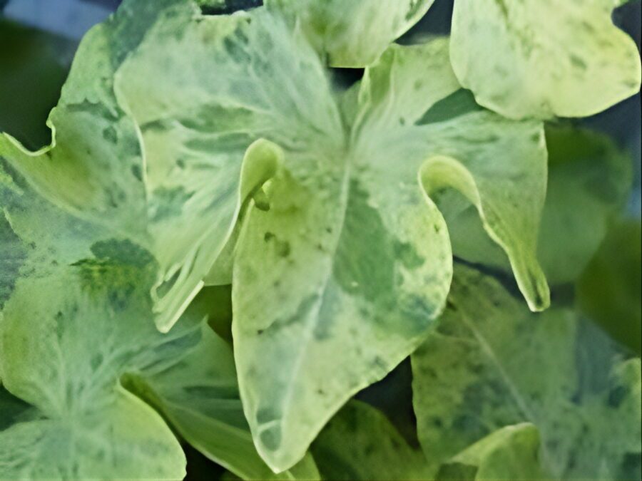 Hedera helix 'California Gold'