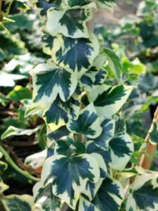 Hedera helix 'Cavendishii