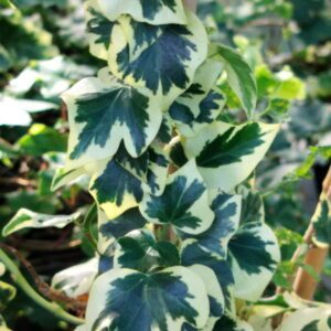 Hedera helix ‘Cavendishii Semi Arborescent’