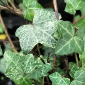 Hedera helix ‘Chelthenam Blizzard’ – Lierre d’ornement