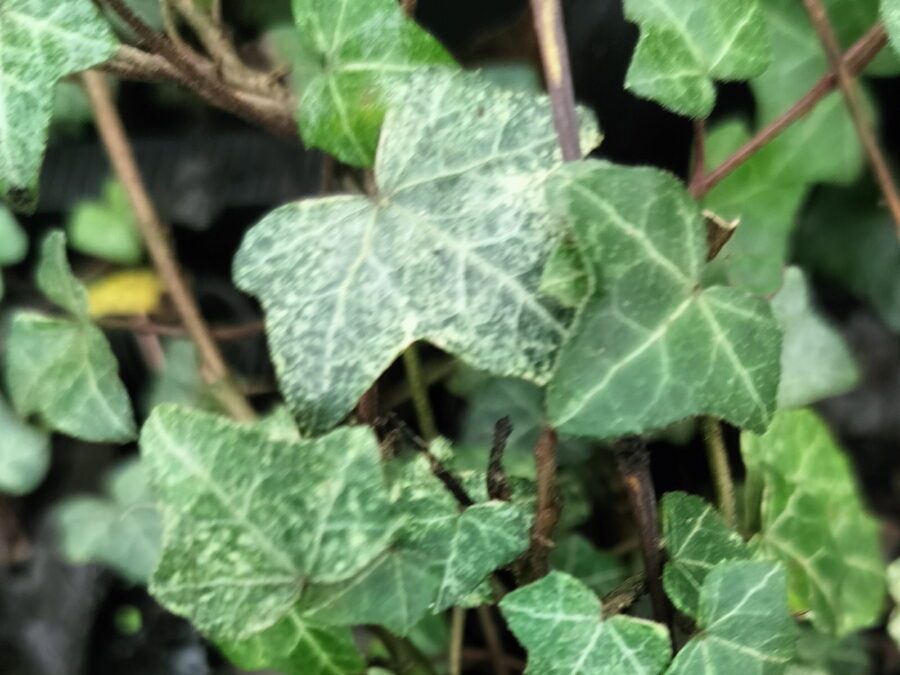 Hedera helix 'Chelthenam Blizzard'