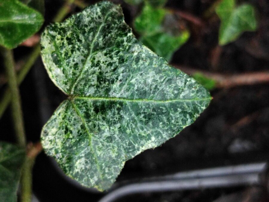 Hedera helix 'Chelthenam Blizzard'