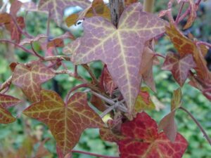 Hedera helix 'Chicago'