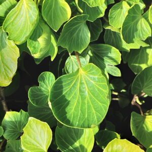 Hedera helix ‘Cockle Shell’ – Lierre d’ornement