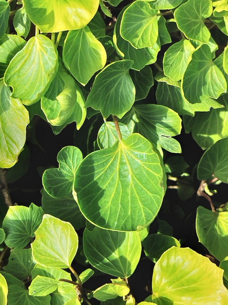 Hedera helix 'Cockle Shell'