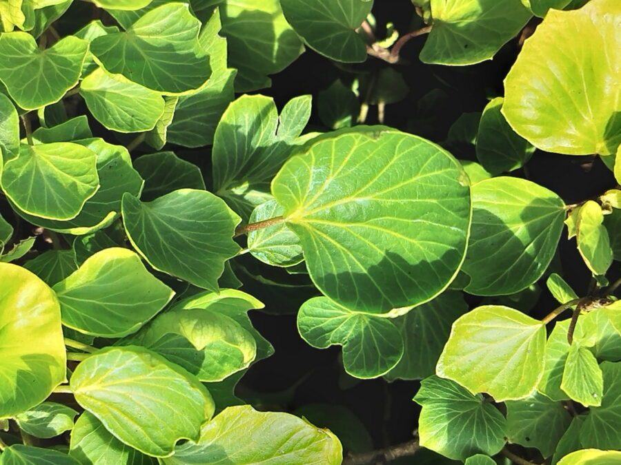 Hedera helix 'Cockle Shell'