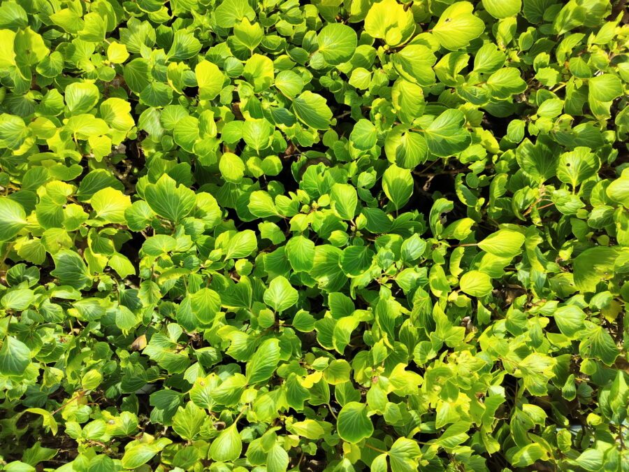 Hedera helix 'Cockle Shell'