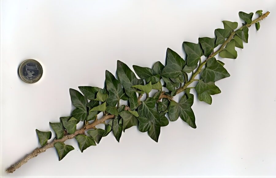 Hedera helix 'Congesta'