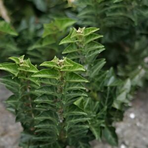 Hedera helix 'Congesta' - Ornamental ivy