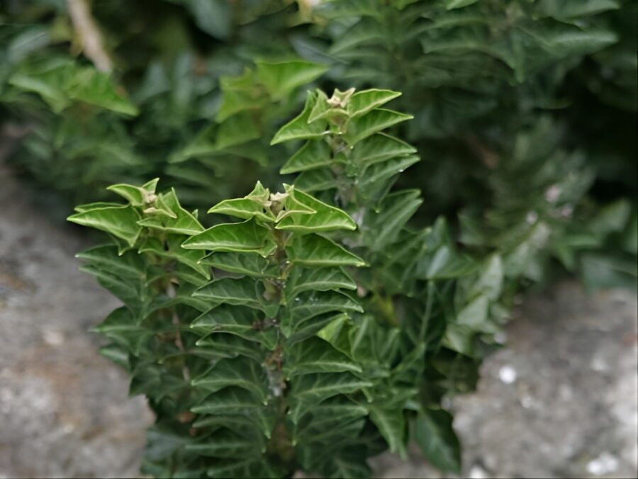 Hedera helix 'Congesta'