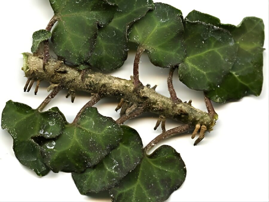 Hedera helix 'Conglomerata'