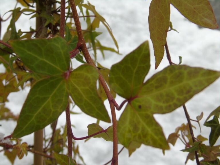 Hedera Helix Cora Lierre D Ornement La Boutique Du Lierre