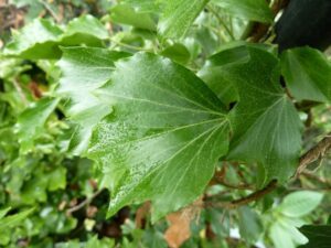 Hedera helix 'Corrugata'