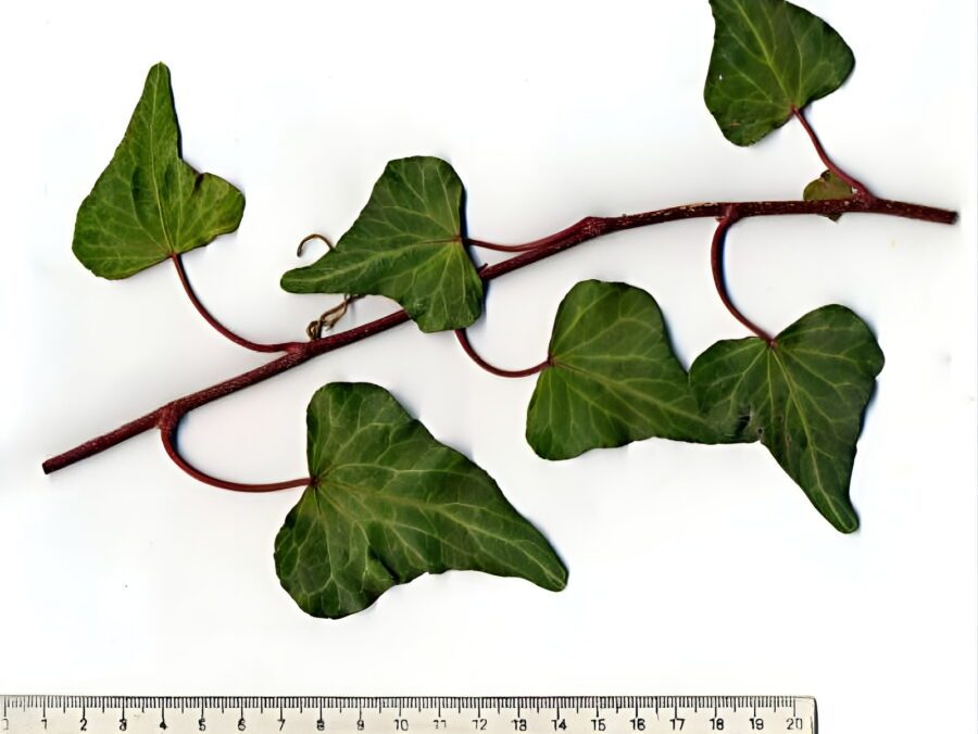 Hedera helix 'Cyrano De Bergerac'