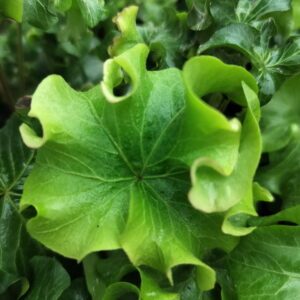 Hedera helix ‘Dead again’ – Lierre d’ornement