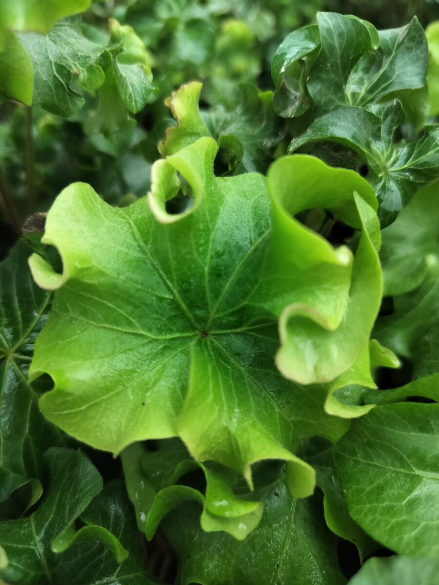 Hedera helix 'Dead Again'