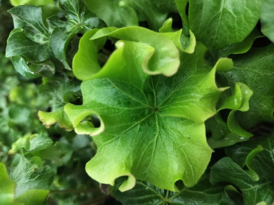 Hedera helix 'Dead Again'