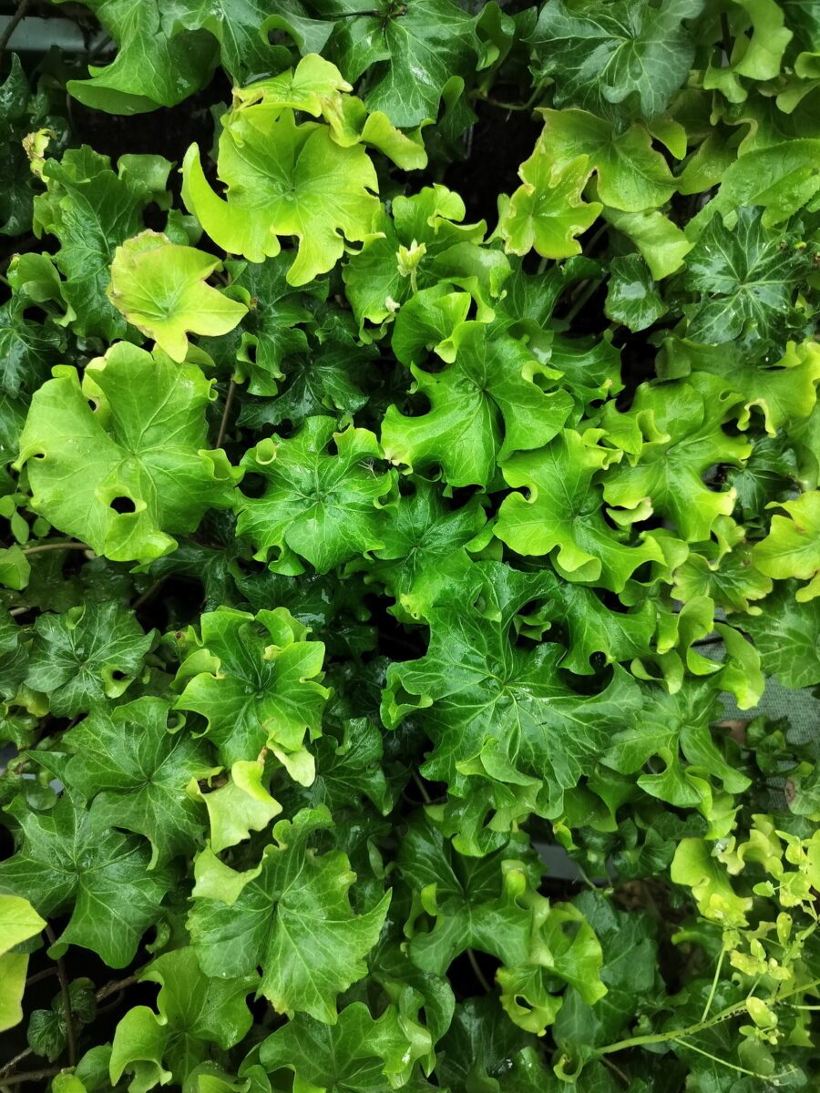 Hedera helix 'Dead Again'