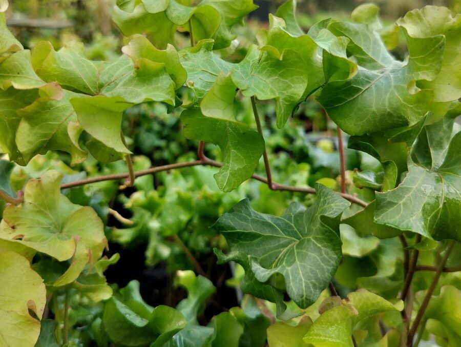 Hedera helix 'Dead Again'