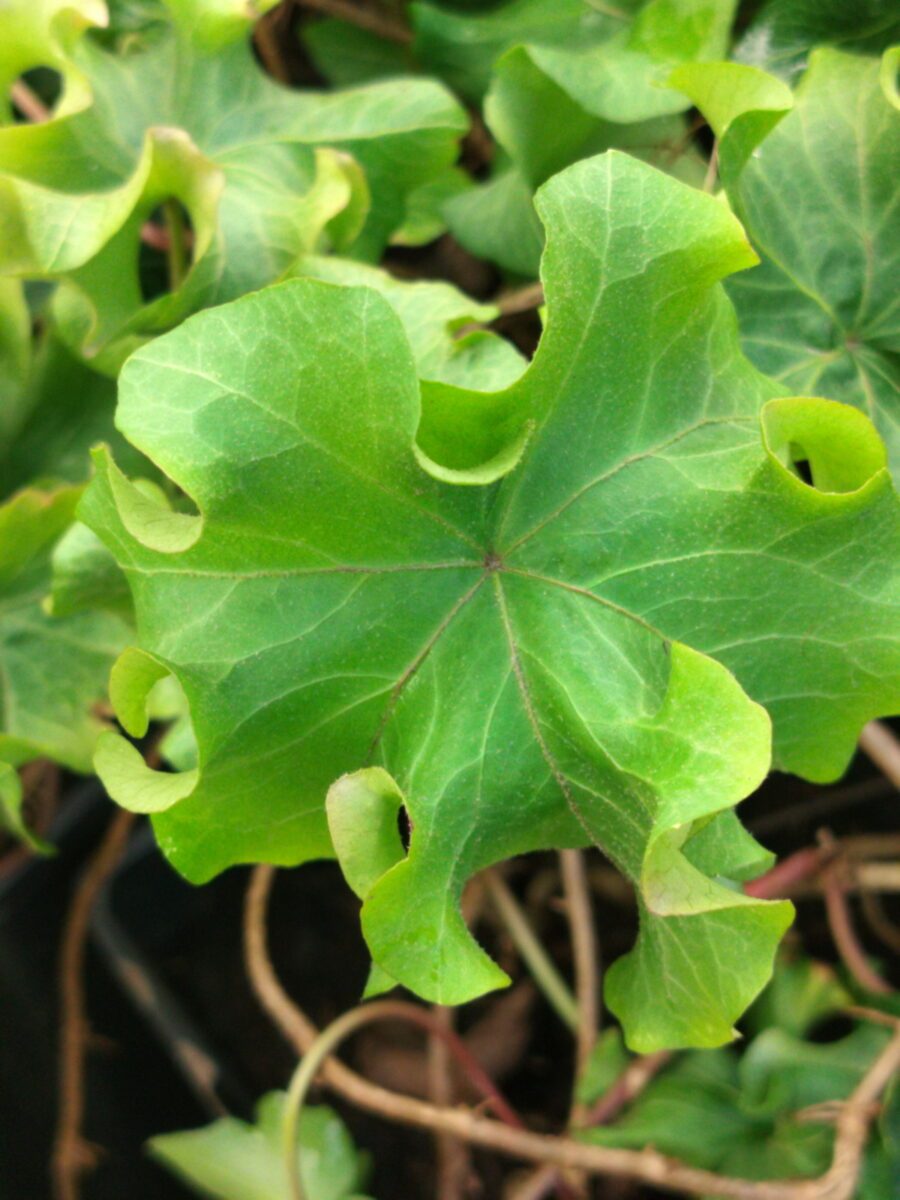 Hedera helix 'Dead Again'