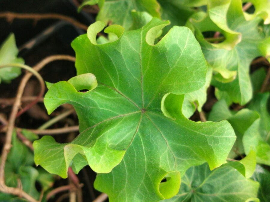 Hedera helix 'Dead Again'