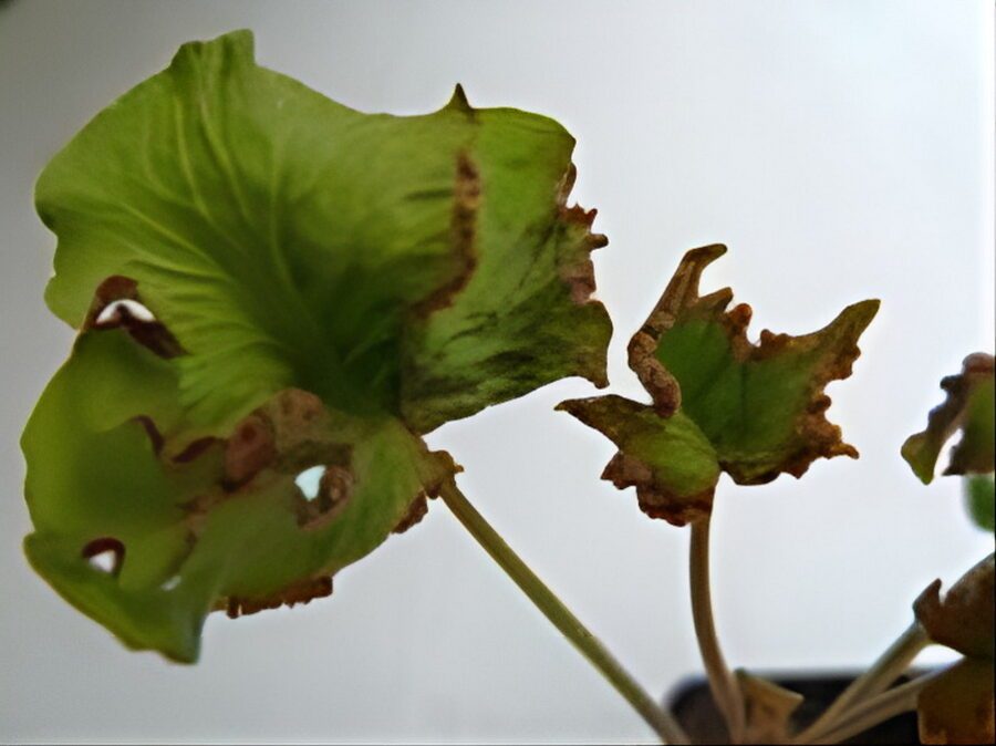 Hedera helix 'Dead Again'