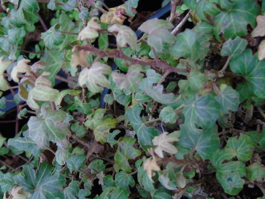 Hedera helix 'Dedos'