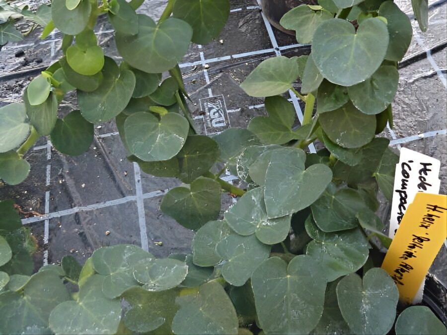 Hedera helix 'Deltoidea Arborescens'