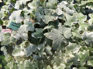 Hedera helix 'Denmark'